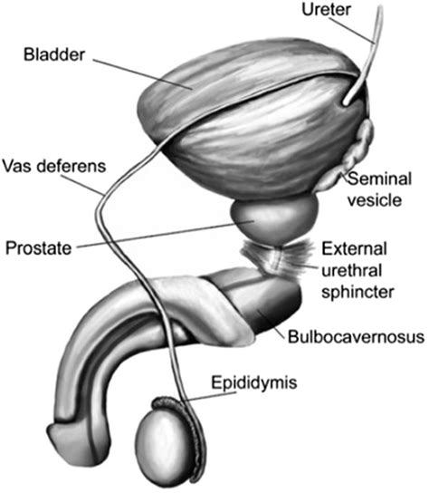 boner video|Penis: Anatomy, Picture, Erection, and Ejaculation